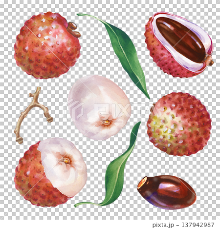 A set with watercolor lychee fruits on an isolated background. Botanical illustration with a whole lychee in the skin, pulp, twig, green leaves, stone and half of the fruit. Realistic clipart for 137942987