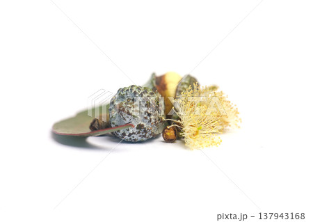 Organic eucalyptus seeds fruits on white background Organic eucalyptus seeds fruits on white background 137943168
