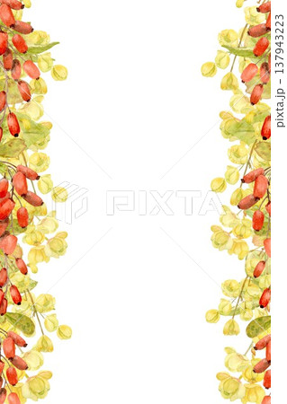 A vertical rectangular frame featuring a hand-drawn watercolor image of barberry with red berries, yellow flowers, and leaves on an isolated background. Simple botanical clip art of a healthy product. 137943223