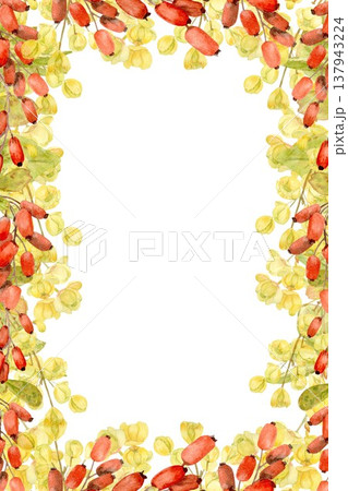 A vertical rectangular frame featuring a hand-drawn watercolor image of barberry with red berries, yellow flowers, and leaves on an isolated background. Simple botanical clip art of a healthy product. 137943224