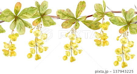 A seamless horizontal border of barberry with yellow flowers and leaves, hand-drawn in watercolor on an isolated background. Simple spring botanical clip art for design and decoration. 137943225