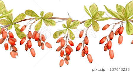 A seamless horizontal border of barberry with red berries and leaves, hand-drawn in watercolor on an isolated background. Simple spring botanical clip art for design and decoration. A seamless horizontal border of barberry with red berries and leaves, hand-drawn in watercolor on an isolated background. Simple spring botanical clip art for design and decoration. 137943226