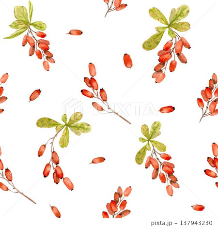 A seamless pattern featuring hand-drawn watercolor barberry branches with berries on an isolated background. Simple botanical autumn clip art for wrapping paper and textile designs. A seamless pattern featuring hand-drawn watercolor barberry branches with berries on an isolated background. Simple botanical autumn clip art for wrapping paper and textile designs. 137943230