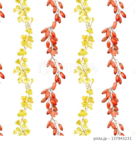 A seamless vertical pattern with hand-drawn watercolor barberry berries and flowers on an isolated background. Simple botanical striped clipart for wrapping paper and textile design. Vertical, striped A seamless vertical pattern with hand-drawn watercolor barberry berries and flowers on an isolated background. Simple botanical striped clipart for wrapping paper and textile design. Vertical, striped 137943231