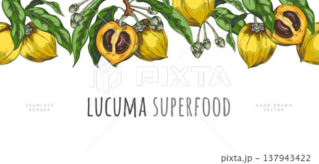 Lucuma branch with fruits and leaves vector sketch seamless border, orange fresh ripe eggfruit farm harvest superfood 137943422