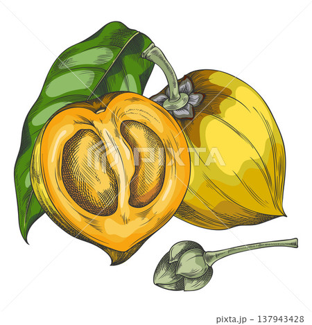 Lucuma fruit, whole and half with green leaf and seeds, hand-drawn watercolor illustration. Lucuma fruit, whole and half with green leaf and seeds, hand-drawn watercolor illustration. 137943428