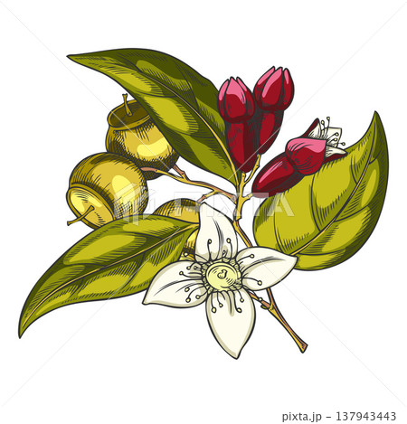 Sandalwood tree branch with leaves, flowers and seeds sketch, vector hand drawn organic cosmetics and perfume ingredient 137943443