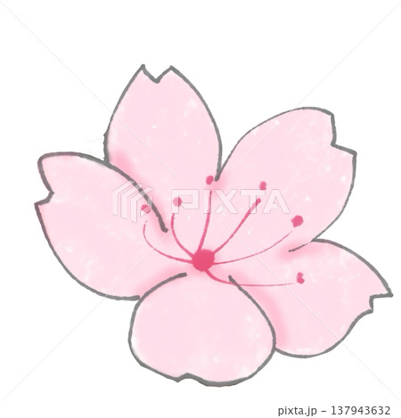 シンプルな桜の花のイラスト 137943632