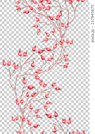 A seamless vertical border featuring bare branches of ripe rose hips. Isolated watercolor illustration for designs related to natural ingredients, health, herbal medicine, and wedding typography. 137943675