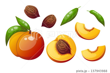 Vector image of peach with slices, leaves and pits 137943988