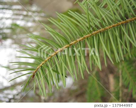 Sprig Of Balsam Fir Macro Close Up  137944997
