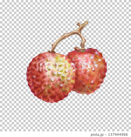 The two round lychee fruits on the branch are hand-painted. Watercolor illustration with exotic Asian fruits on an isolated background. Realistic clipart for the design of product lines and cocktail 137944998