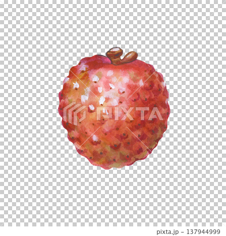 A whole pink lychee fruit on an isolated background. Watercolor illustration with an exotic fruit in the peel. Realistic botanical clipart for drinks, culinary designs, cocktails. 137944999