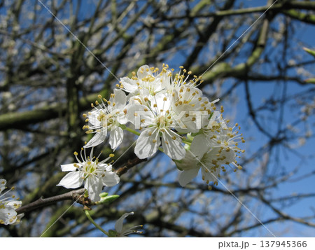 Cluster Of Sloeberry Flower In Early Spring  137945366