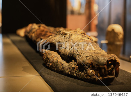 古代エジプトのワニのミイラ 137946427