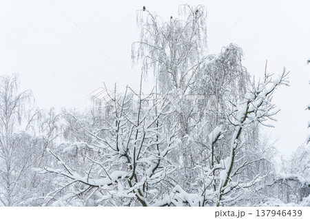 Large trees are covered with snow. Large trees are covered with snow. 137946439
