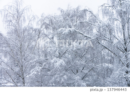 Large trees are covered with snow. Large trees are covered with snow. 137946443