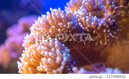 Vibrant Coral Polyps with Soft Tentacles and Complex Patterns in Deep Sea Environment 137946642