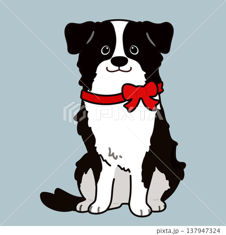 正面を向いてお座りするボーダーコリー　主線あり (赤いリボン) 137947324