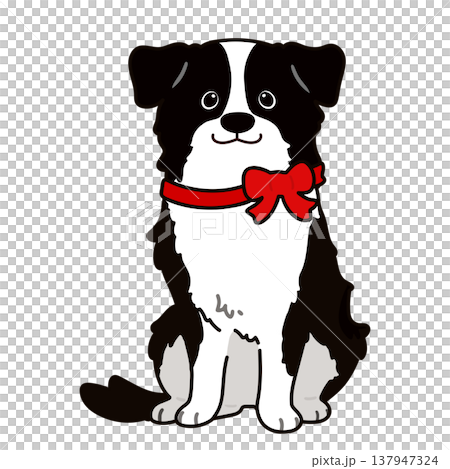 正面を向いてお座りするボーダーコリー　主線あり (赤いリボン) 137947324