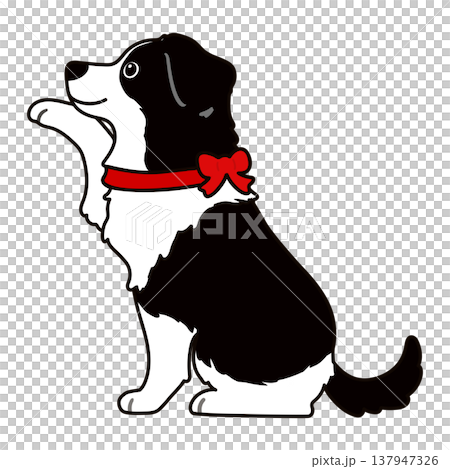Border Collie giving a paw (with outline) (Red ribbon) Border Collie giving a paw (with outline) (Red ribbon) 137947326