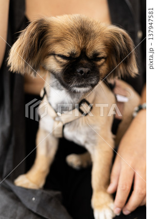 A cute close up of a sleepy pekingese dog dozing in the arms of a person. The dog is relaxed and comfortable with eyes closed and a gentle expression. Ideal for animal companion content 137947581