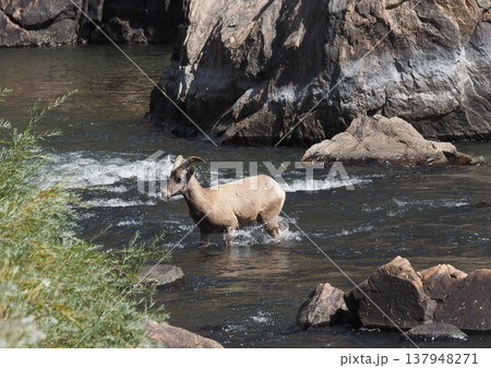 流れに脚をとられながら渓谷を渡るオオツノヒツジ 137948271