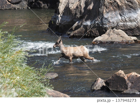 渓谷を渡るメスのオオツノヒツジ 137948273
