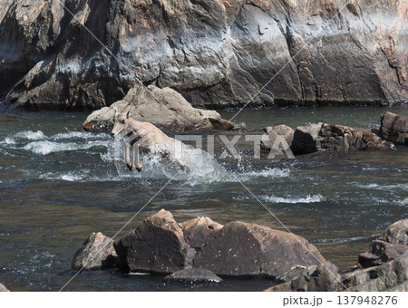 渓谷を飛び跳ねて渡るメスのオオツノヒツジ 137948276