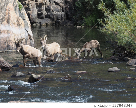 渓谷を慎重に渡る三頭のオオツノヒツジ達 137948347