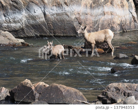 川を慎重に渡る親子のオオツノヒツジ 137948353