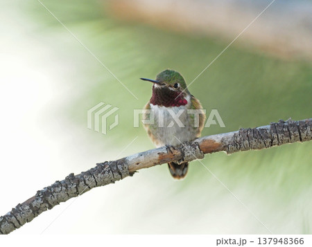 枝に止まるフトオハチドリのオス 枝に止まるフトオハチドリのオス 137948366