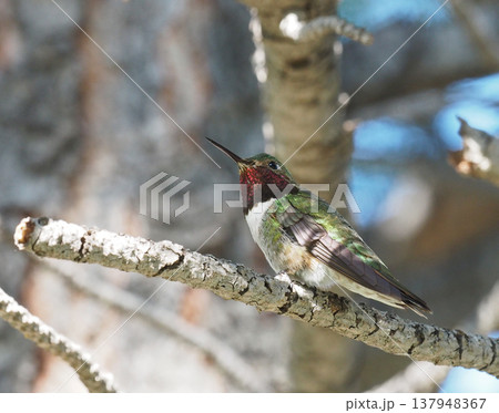 枝の上に止まる喉の色が鮮やかなフトオハチドリのオス 枝の上に止まる喉の色が鮮やかなフトオハチドリのオス 137948367