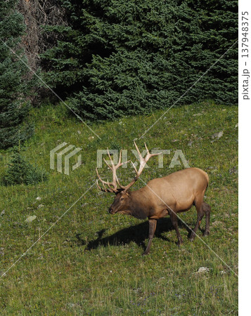 斜面を下る立派な角のエルク 137948375