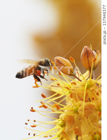 黄色い花に向かう花粉を脚に付けて飛ぶミツバチのアップ 137948377