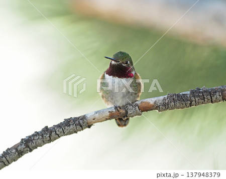 枝に止まるフトオハチドリのオス 137948379