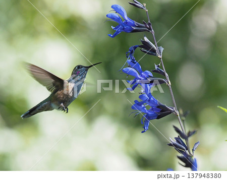 青いサルビアの花に向かってホバリングするフトオハチドリ 青いサルビアの花に向かってホバリングするフトオハチドリ 137948380