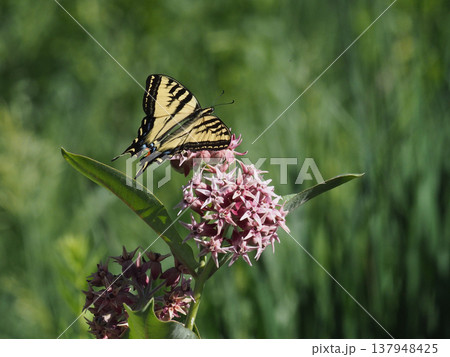 ピンク色のオオトウワタの花に止まるきれいなトラフアゲハチョウ 137948425