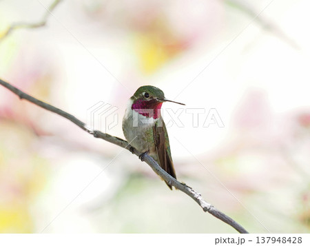 枝に止まる鮮やかなピンク色の喉のフトオハチドリ 137948428