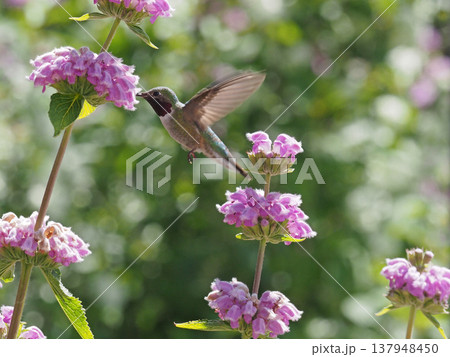 ピンク色の花の蜜を吸うオスのフトオハチドリ ピンク色の花の蜜を吸うオスのフトオハチドリ 137948450