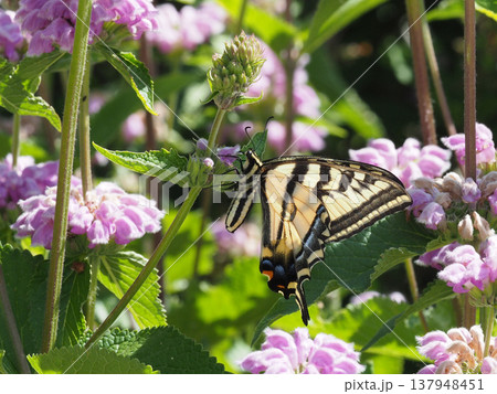 ピンク色の花の茎に止まるトラフアゲハチョウ 137948451