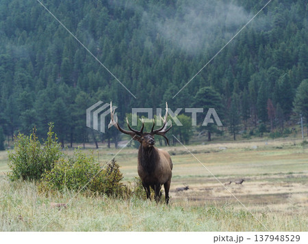 森林を背景に立つ立派な角のエルク 137948529