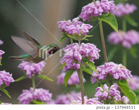 ピンク色のフロミスチューベローサの花の蜜を吸うフトオハチドリのオス ピンク色のフロミスチューベローサの花の蜜を吸うフトオハチドリのオス 137948531