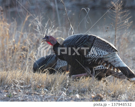 土手を歩くきれいな羽のメスのシチメンチョウ 137948532