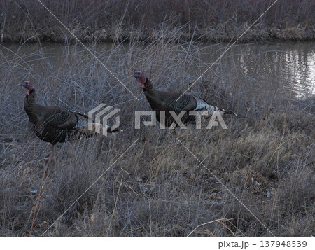 川辺を歩く二羽のメスのシチメンチョウ 川辺を歩く二羽のメスのシチメンチョウ 137948539