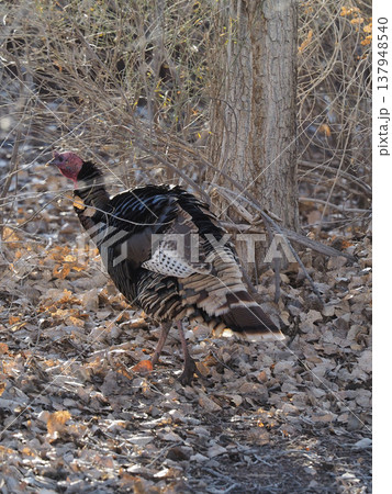 落ち葉の上を散歩する羽の色が美しいシチメンチョウ 落ち葉の上を散歩する羽の色が美しいシチメンチョウ 137948540