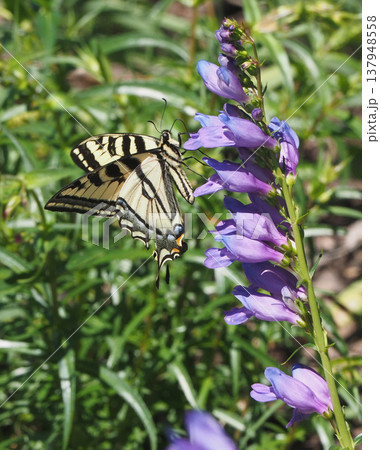 青紫色のペンステモンの花に止まり蜜を吸うトラフアゲハチョウ 青紫色のペンステモンの花に止まり蜜を吸うトラフアゲハチョウ 137948558