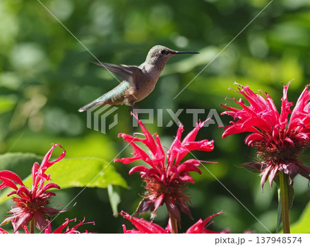 赤いタイマツバナの花の上を飛ぶフトオハチドリ 137948574
