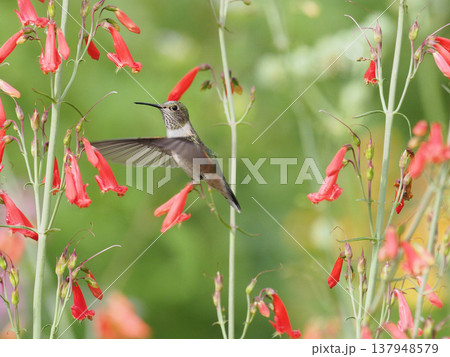 オレンジ色のペンステモンの花の間を飛ぶフトオハチドリ 137948579