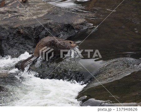 早瀬をさかのぼるアメリカビーバー 早瀬をさかのぼるアメリカビーバー 137948626